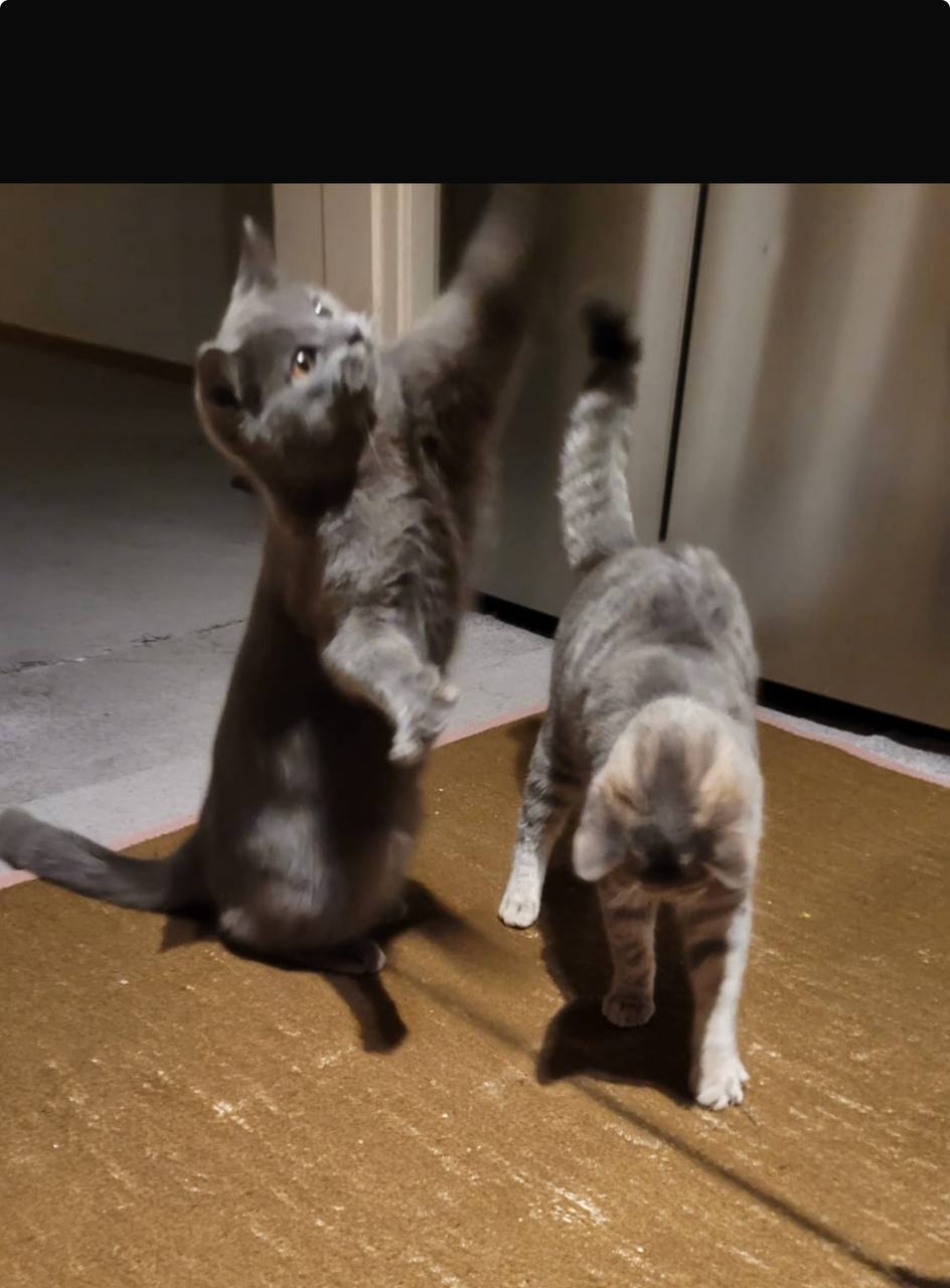 🔵#فروش
   🏙شهر: هامبورگ ، آلمان
   توضیحات: Zwei Rassekätzchen, 6 Monate alt, müssen leider wegen der Allergie meines Sohnes abgegeben werden. Beide sind sehr ruhig und freundlich.  

– Der Kater ist grau.  
– Das Weibchen ist creme-grau.  

Preis: 120 € pro Katze.

+49 176 31577101

   👤 ارتباط با شخص |
@hamshahri_alman
صفحه پذیرنده و کاربر آگهی 