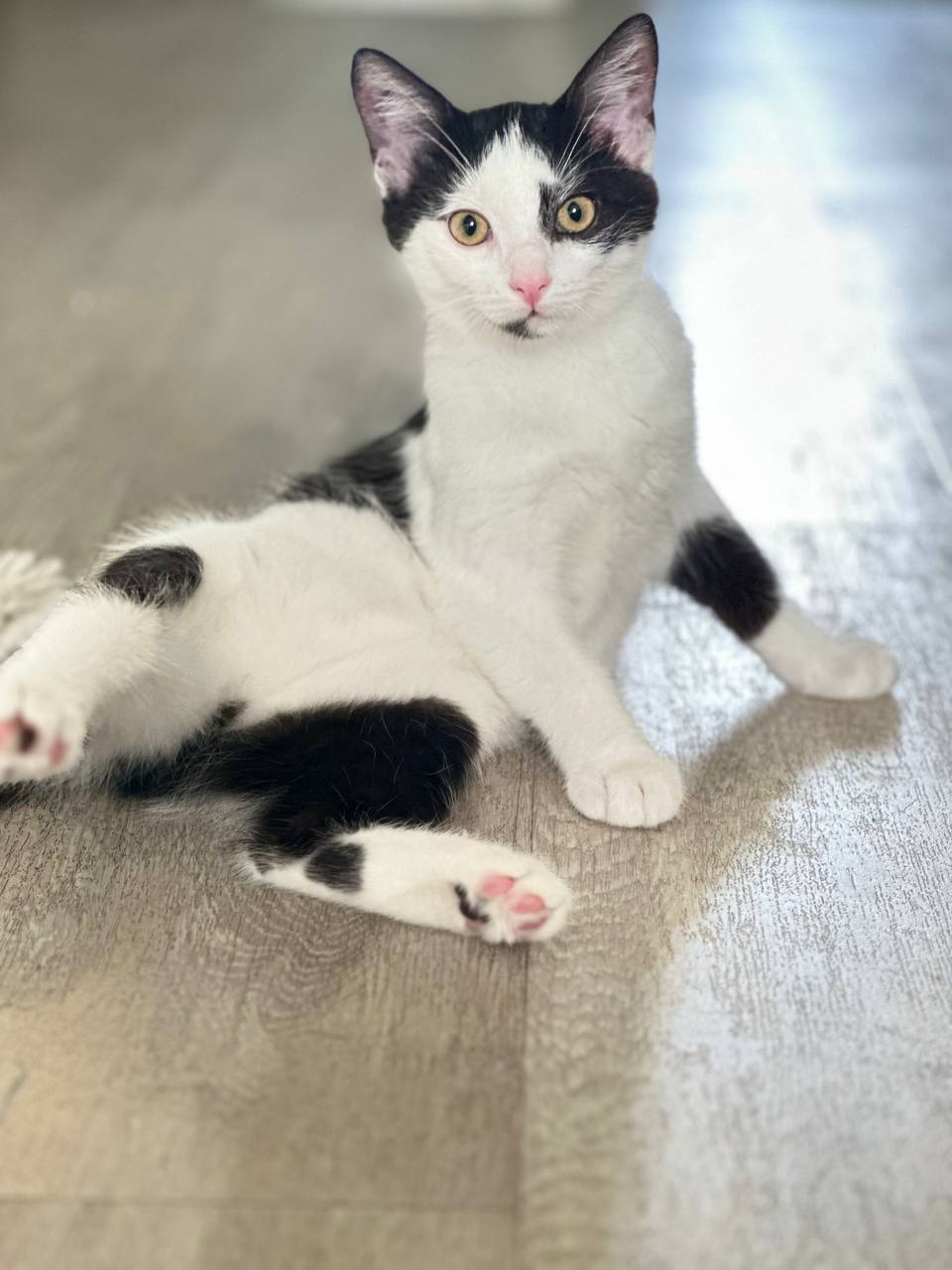 🔵#فروش
   🏙شهر: کلن ، آلمان
   توضیحات: دو بچه‌گربه خواهر و برادر برای فروش 🐾

دو بچه‌گربه نازنین، خواهر و برادر، حدود 3 ماهه، آماده رفتن به خانه جدیدشان هستند 💕
✅ واکسینه شده
✅ بیمه شده
قیمت :هردو باهم 300€

   👤 ارتباط با شخص |
@hamshahri_alman
صفحه پذیرنده و کاربر آگهی 