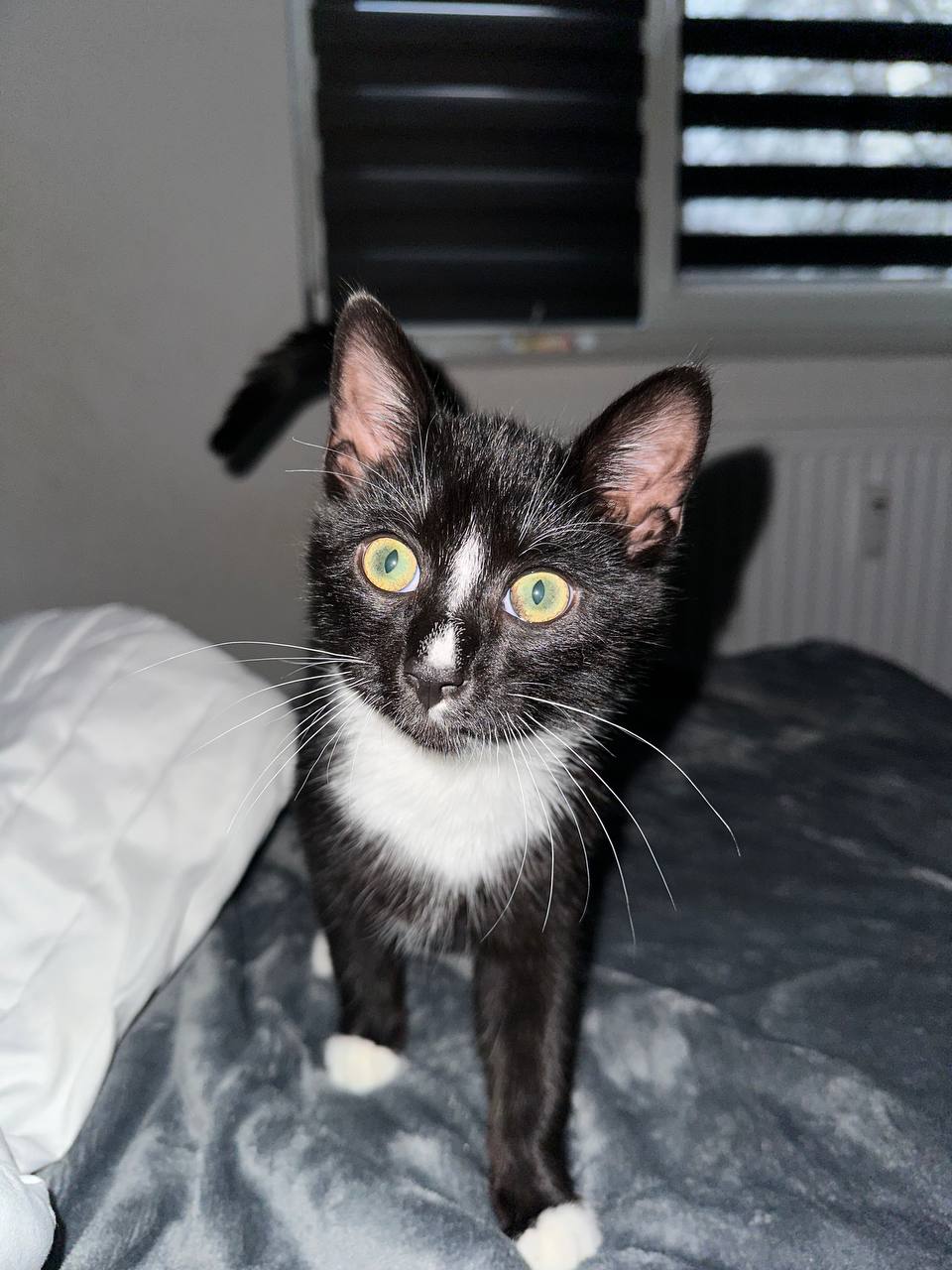 🔵#فروش
   🏙شهر: هامبورگ ، آلمان
   توضیحات: روز بخیر.
یک گربه ی نر یکساله به از نژاد تاکسیدو به دلیل کمبود وقت واگذار میشه.کاملا سالمه و عقیم هم نشده

   👤 ارتباط با شخص |
@hamshahri_alman
صفحه پذیرنده و کاربر آگهی 