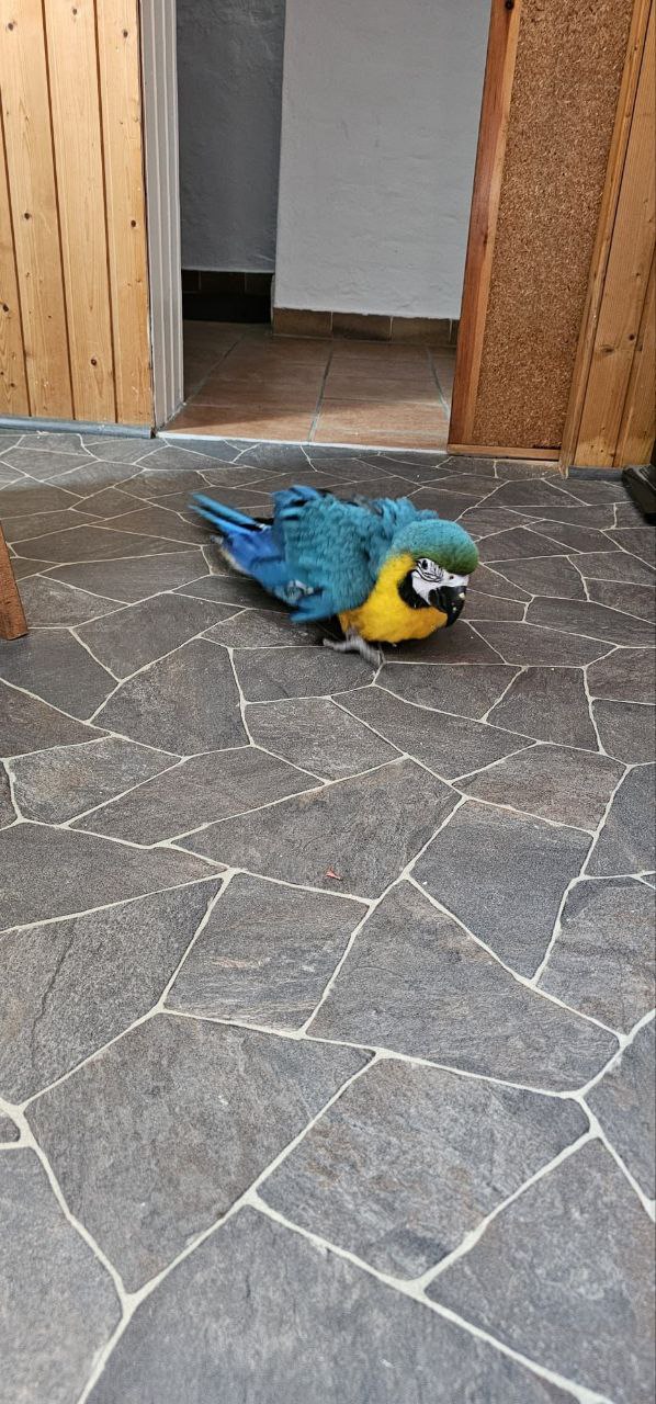 🔵#فروش
   🏙شهر: هامبورگ ، آلمان
   توضیحات: سلام دوستان، من پرندم رو بدلیل مسافرت رفتن میفروشم، طوطی آرا ۸ ماه بسیار زیبا مهربون و دست آموز. هرکس تمایل داشت میتونه به شماره من ۰۱۵۲۵۴۱۷۰۴۰۶ در واتس آپ پیام بده.
قیمت ۱۸۰۰ یورو

   👤 ارتباط با شخص |
@hamshahri_alman
صفحه پذیرنده و کاربر آگهی 