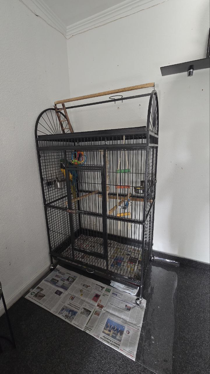 🔵#فروش
   🏙شهر: هامبورگ ، آلمان
   توضیحات: سلام دوستان، طوطی آرا بسیار مهربون و دست آموز، بدلیل مسافرت رفتن میفروشم. هرکس تمایل داره میتونه بهم در تلگرام یا واتس آپ پیام بده 015254170406 مرسی
قیمت 1400 یورو با قفس و وسایل.

   👤 ارتباط با شخص |
@hamshahri_alman
صفحه پذیرنده و کاربر آگهی 