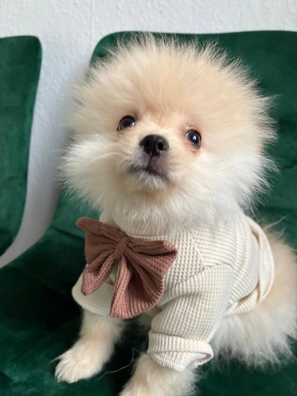 🔵#فروش
   🏙شهر: کلن ، آلمان
   توضیحات: پامرانین🐶

دوستان عزیز، دو تا سگ پامرانین فوق‌العاده برای فروش دارم:
 • یک دختر قهوه‌ای و یک پسر سفید
 • هر دوسه  ماه 
 • دارای پاسپورت، واکسیناسیون کامل و چیپ

اگر به دنبال یک همراه وفادار و دوست‌داشتنی هستید، با من تماس بگیرید!

   👤 ارتباط با شخص |
@hamshahri_alman
صفحه پذیرنده و کاربر آگهی 