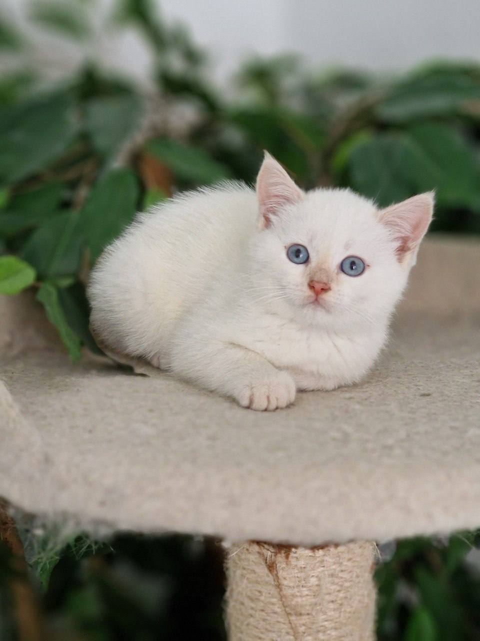 🔵#فروش
   🏙شهر: هامبورگ ، آلمان
   توضیحات: بچه گربه سه ماهه
نژاد انگلیسی 
برای فروش

   👤 ارتباط با شخص |
@hamshahri_alman
صفحه پذیرنده و کاربر آگهی 