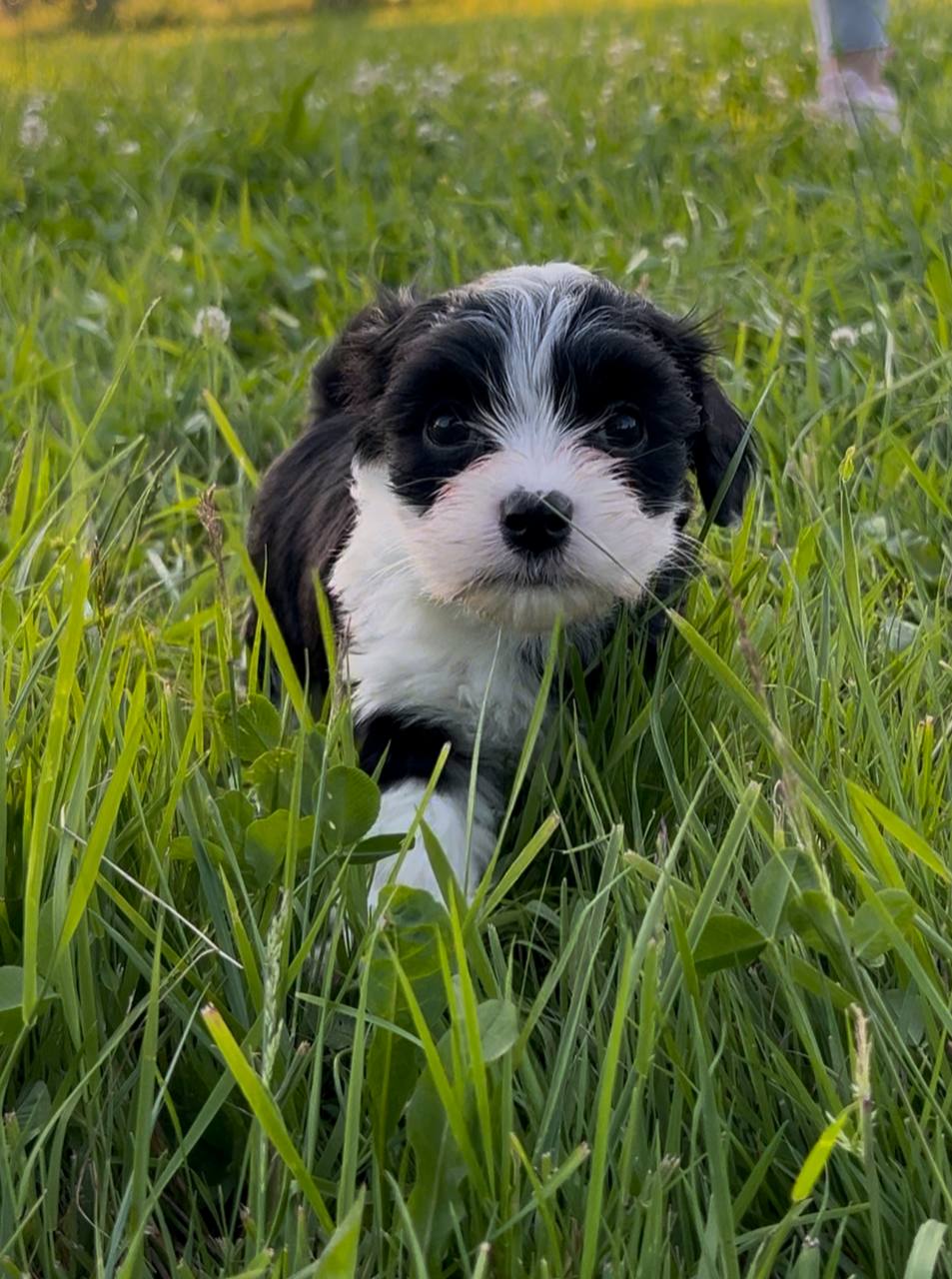 🔵#فروش
   🏙شهر: دوسلدورف ، آلمان
   توضیحات: ۶ توله نژاد هاوانیز، متولد ۹ آوریل. واکسن و چیپ دارن. ۱ پسر و ۵ دختر. آماده تحویل از ۳ جولای. بسیار مهربون، باهوش و مناسب خانواده. قیمت ۸۵۰€. فقط به خانواده‌های دلسوز واگذار می‌شن

   👤 ارتباط با شخص |
@hamshahri_alman
صفحه پذیرنده و کاربر آگهی 