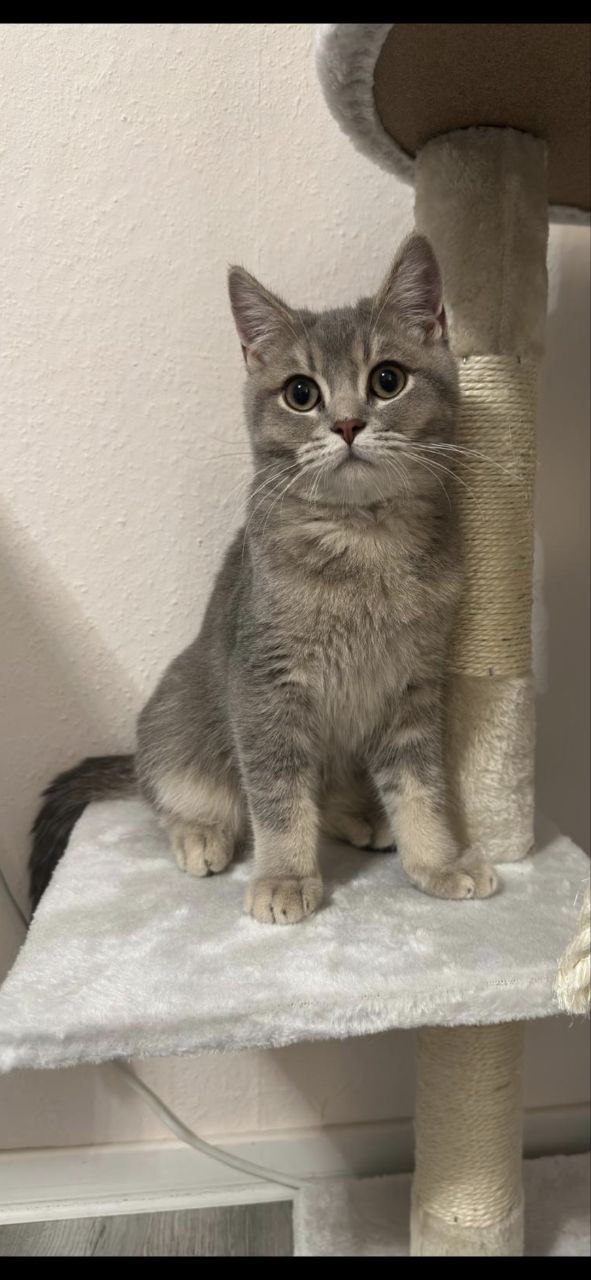 🔵#فروش
   🏙شهر: هامبورگ ، آلمان
   توضیحات: سلام وقت بخیر، گربه ی بریتش کورز هاره میکس 6 ماهشه، پسره، واکسن خورده عقیم نشده ، دنبال خانواده ی جدید میگرده.

   👤 ارتباط با شخص |
@hamshahri_alman
صفحه پذیرنده و کاربر آگهی 