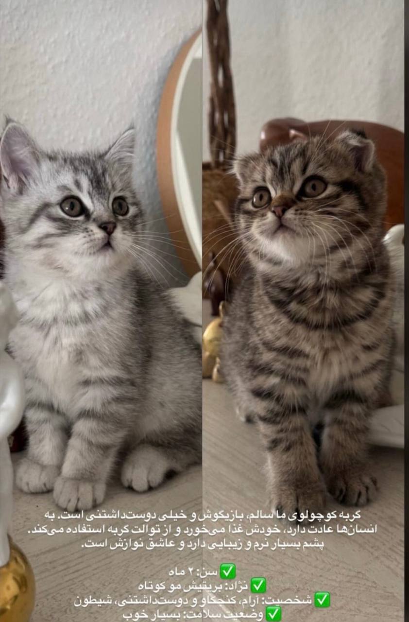 🔵#فروش
   🏙شهر: کلن ، آلمان
   توضیحات: 0159-06191942
Hürth 
@he111iya

   👤 ارتباط با شخص |
@hamshahri_alman
صفحه پذیرنده و کاربر آگهی 