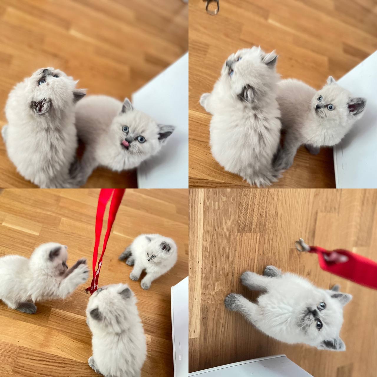 🔵#فروش
   🏙شهر: هامبورگ ، آلمان
   توضیحات: این سه تا بچه سفید با گوش ودم های طوسی نژاد بریتیش وبریمن هستن دو ماهه هستن واکسن خودتون میزنید غذا  تر ‌خشک میخورن دسشویی ام یاد گرفتن آماده واگذاری هستن به اغوش یک خانواده ی مهربون ودلسوز قیمتشون هم ۵۵۰ € هست تخفیفم میدم
@zanasgolzar007

   👤 ارتباط با شخص |
@hamshahri_alman