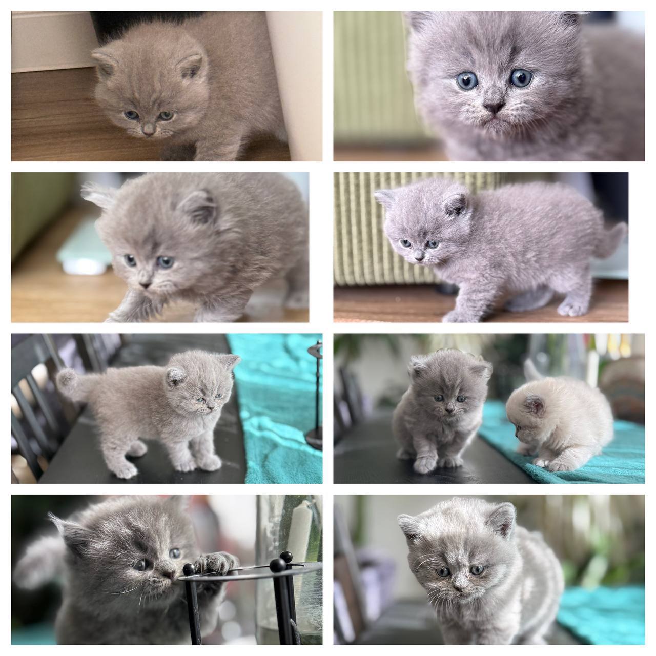 🔵#فروش
   🏙شهر: هامبورگ ، آلمان
   توضیحات: دو تا بریتیش بریمن میکس یکی موی بلند یکی موی کوتاه زیبا آماده تحویل قیمت ۴۰۰ یورو 
@zanasgolzar007

   👤 ارتباط با شخص |
@hamshahri_alman
صفحه پذیرنده و کاربر آگهی 