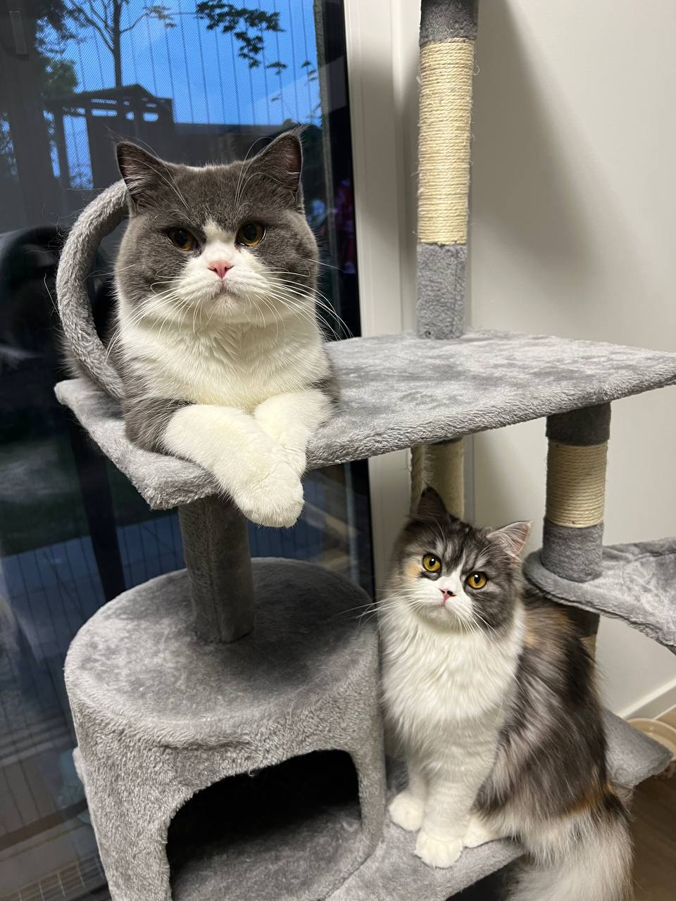 🔵#فروش
   🏙شهر: هامبورگ ، آلمان
   توضیحات: سلام دوستان این‌دوتا گربه به فروش میرسه 
اونا خیلی مهربونن گربه‌نر عقیم شده واکسن شدن ضد انگل خوردن از هر نظر سالم و خوب نگهدار شده ان با تمامی وسایل از جمله دوتا درخت گربه خاک و… 
فقط ب شرطی که جفتشون تو یک خونه امن باهم باشن به فروش میرسه .

   👤 ارتباط با شخص |
@hamshahri_alman
صفحه پذیرنده و کاربر آگهی 