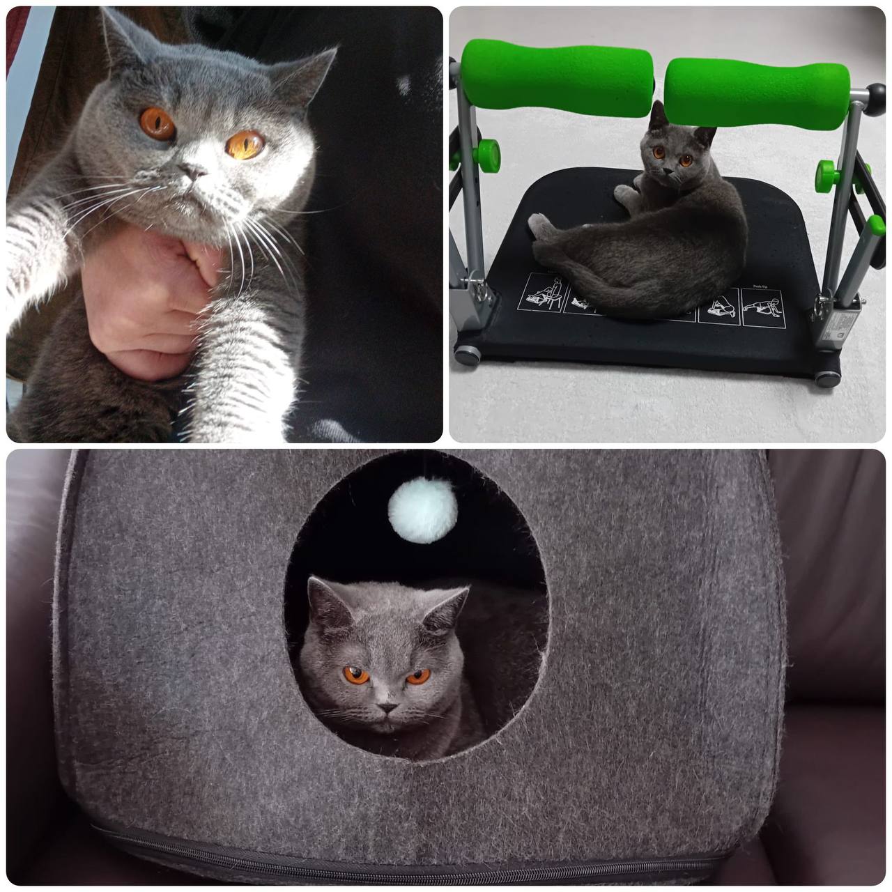 🔵#فروش
   🏙شهر: هامبورگ ، آلمان
   توضیحات: واگذاری حیوان خانگی ، گربه

   👤 ارتباط با شخص |
@hamshahri_alman
صفحه پذیرنده و کاربر آگهی 